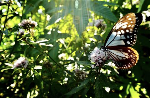 最優秀 約束の薬園