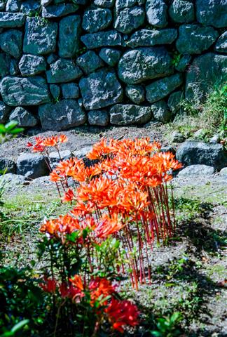 優秀 キツネノカミソリ