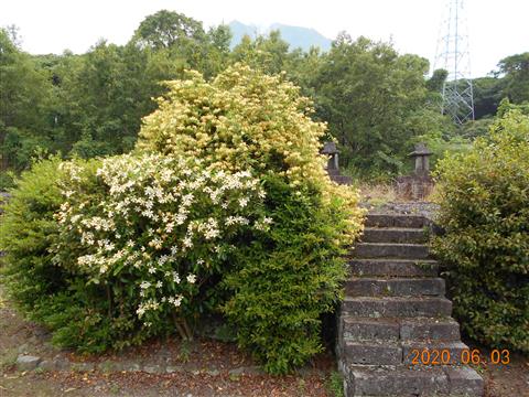 入選 祭壇周辺の薬木