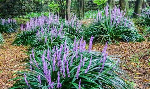 入選 一面の花盛り