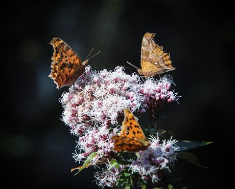 優秀 フジバカマに群がる