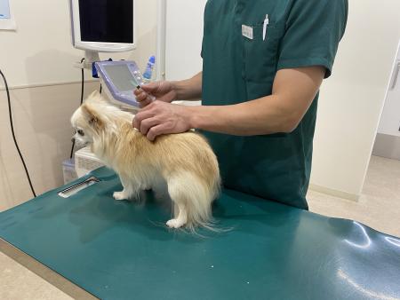 注射を受けている犬
