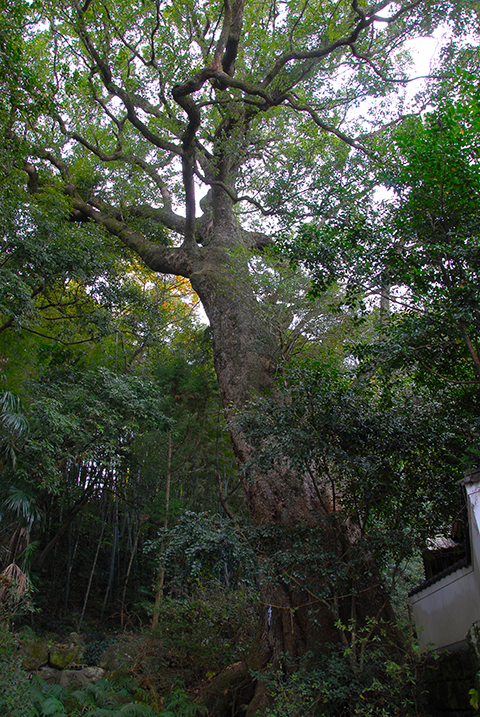 熊野神社の大樟 熊野神社の大樟