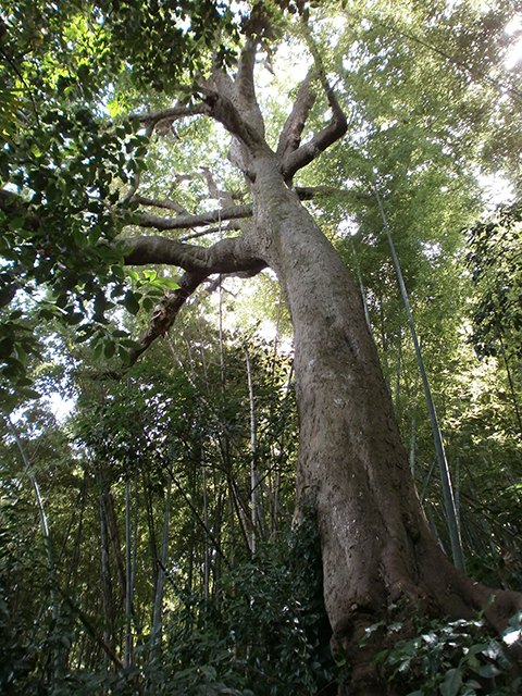 熊野神社の大椋 熊野神社の大椋
