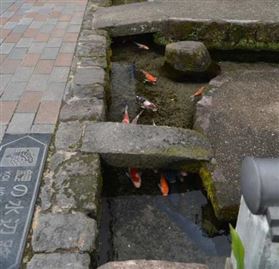 City of Abundant Spring Water City of Abundant Spring Water