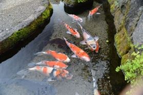 泉水量豐沛的城市 泉水量豐沛的城市