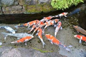 泉水量豐沛的城市 泉水量豐沛的城市