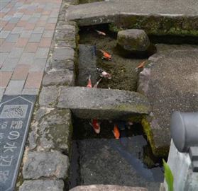 泉水量豐沛的城市 泉水量豐沛的城市