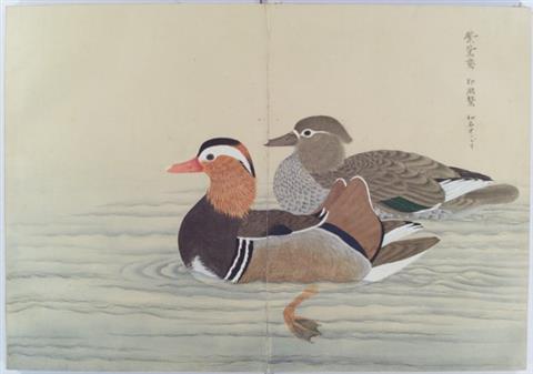 034+201105鳥獣図鑑（松平文庫所蔵資料）（平成23年5月号）鳥獣図鑑（松平文庫所蔵）